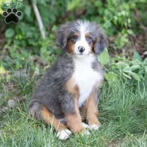Shadow, Bernedoodle Puppy
